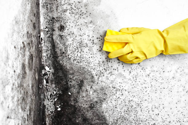 Best Commercial Mold Remediation in New Lisbon, WI