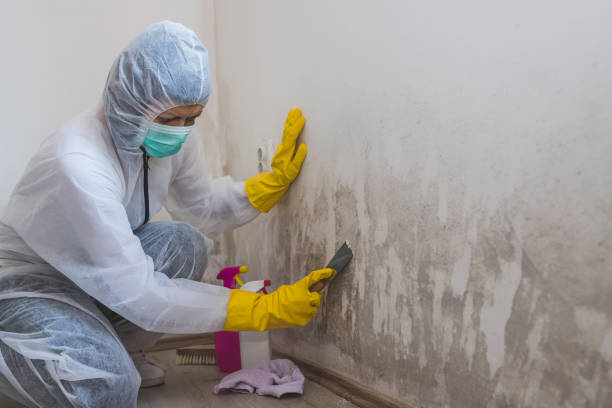 Best Black Mold Remediation in New Lisbon, WI