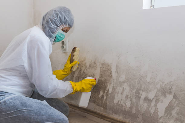 Best DIY Mold Remediation Support Services in New Lisbon, WI