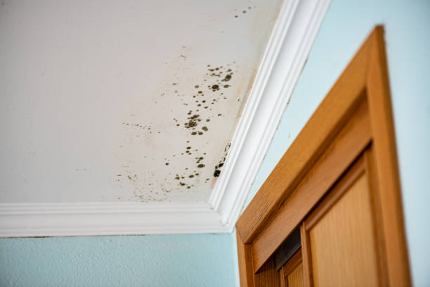 Best Post-Flood Mold Remediation in New Lisbon, WI