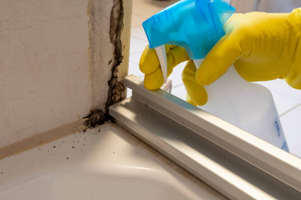Professional Mold Remediation in New Lisbon, WI