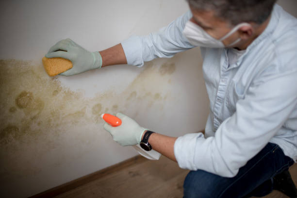 Best Residential Mold Remediation in New Lisbon, WI