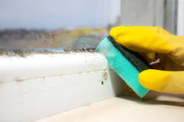 Best HVAC Mold Remediation in New Lisbon, WI