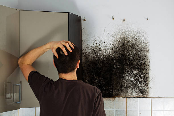 Best Residential Mold Remediation in New Lisbon, WI