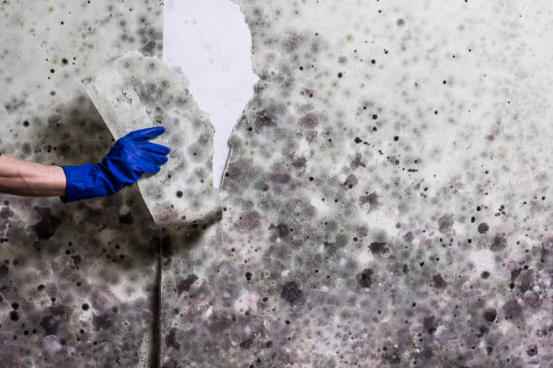Best Basement Mold Remediation in New Lisbon, WI